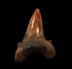 Rare Otodus aksuaticus for sale | Buried Treasure Fossils