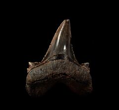Kazakhstan Otodus aksuaticus for sale | Buried Treasure Fossils