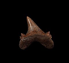 Aksuaticus transition tooth for sale | Buried Treasure Fossils