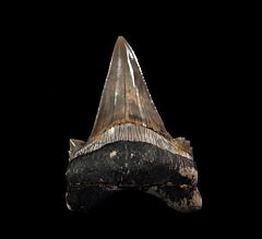 Rare Otodus mugodzharicus for sale | Buried Treasure Fossils