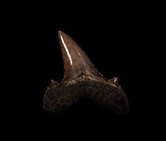 Carcharocles mugodzharicus tooth for sale | Buried Treasure Fossils
