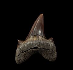 Kazakhstan Otodus obliquus tooth for sale | Buried Treasure Fossils