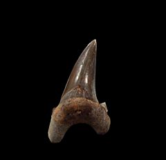Kansas Cretoxyrhina mantelli tooth for sale | Buried Treasure Fossils