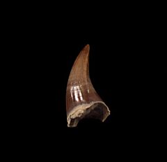 Platecarpus ptychodon    