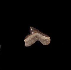 S. curvatus shark tooth for sale | Buried Treasure Fossils