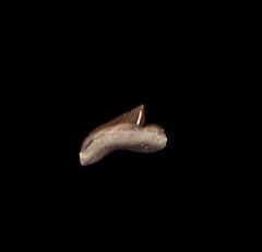 Kansas S. curvatus tooth for sale | Buried Treasure Fossils