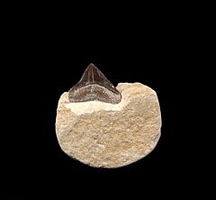 Kansas Squalicorax falcatus tooth for sale | Buried Treasure Fossils