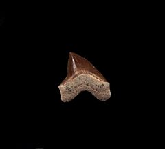 S. falcatus shark tooth for sale | Buried Treasure Fossils
