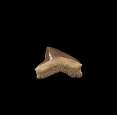 Gore County Squalicorax falcatus tooth for sale | Buried Treasure Fossils
