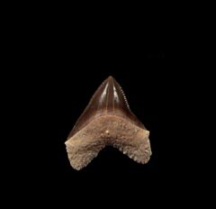 Gore County Squalicorax hartwelli tooth for sale | Buried Treasure Fossils