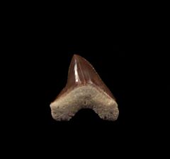 Kansas S. hartwelli tooth for sale | Buried Treasure Fossils