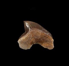 Kansas Squalicorax kaupi tooth for sale | Buried Treasure Fossils