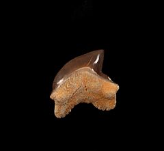 S. kaupi shark tooth for sale | Buried Treasure Fossils