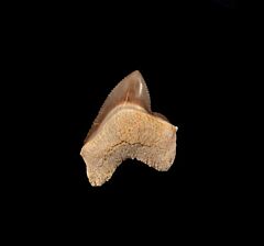 Rare Squalicorax kaupi tooth for sale | Buried Treasure Fossils