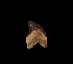 Real Squalicorax kaupi tooth for sale | Buried Treasure Fossils