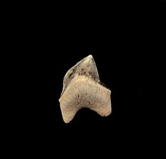 Squalicorax kaupi tooth for sale | Buried Treasure Fossils