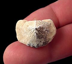 Ptychodus mortoni tooth for sale | Buried Treasure Fossils