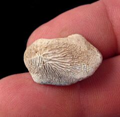 Gore County Ptychodus mortoni tooth for sale | Buried Treasure Fossils