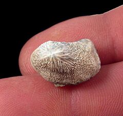 Real Ptychodus mortoni tooth for sale | Buried Treasure Fossils