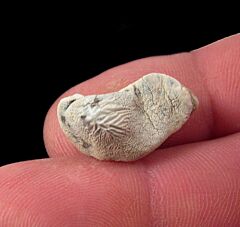 P. mortoni shark tooth for sale | Buried Treasure Fossils