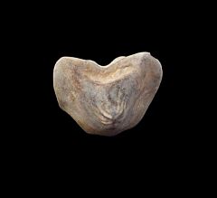 Ptychodus whipplei                                