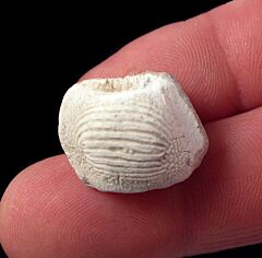 Large Ptychodus mammillaris shark tooth for sale | Buried Treasure Fossils