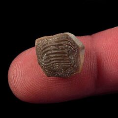 Ptychodus mammillaris tooth for sale | Buried Treasure Fossils