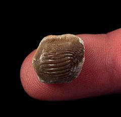 Ptychodus mammillaris                           