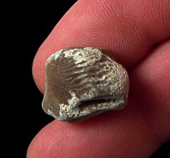 Kansas Ptychodus polygyrus tooth for sale | Buried Treasure Fossils