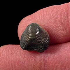 Ptychodus decurrens shark tooth for sale | Buried Treasure Fossils