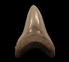 Large Lee Creek Megalodon tooth for sale | Buried Treasure Fossils