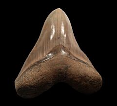 Extra Large Aurora Megalodon tooth for sale | Buried Treasure Fossils