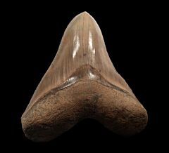 Extra Large Aurora Megalodon tooth for sale | Buried Treasure Fossils
