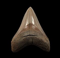 An excellent Lee Creek Chubutensis tooth for sale | Buried Treasure Fossils