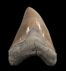 Carcharocles megalodon   