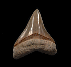 Quality Lee Creek Meg tooth for sale | Buried Treasure Fossils