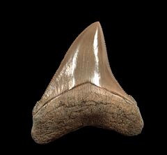 Miocene Chubutensis shark tooth for sale | Buried Treasure Fossils