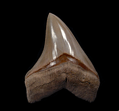 Quality Lee Creek Chubutensis tooth for sale | Buried Treasure Fossils 