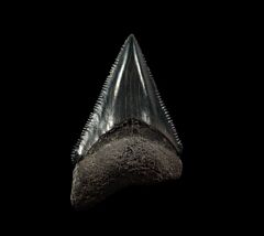 Nice Aurora Chubutensis tooth for sale | Buried Treasure Fossils