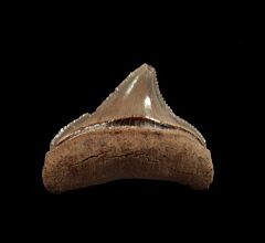 Nice Aurora Chubutensis tooth for sale | Buried Treasure Fossils