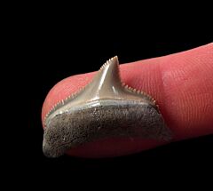 Lee Creek Otodus chubutensis tooth for sale | Buried Treasure Fossils