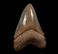 Aurora Chubutensis tooth | Buried Treasure Fossils