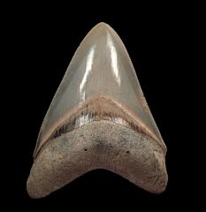 Top Quality Aurora Megalodon Tooth for sale | Buried Treasure Fossils