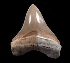 Carcharocles chubutensis