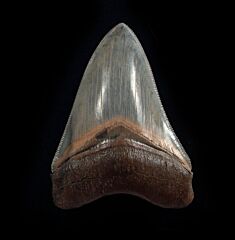 Carcharocles megalodon