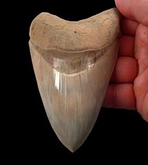 Carcharocles megalodon   
