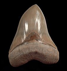 A GEM 6-1/8" Lee Creek Megalodon tooth for sale | Buried Treasure Fossils