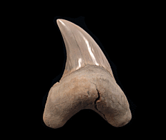 Lee Creek Parotodus benedeni for sale | Buried Treasure Fossils