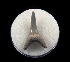 Cheap Lee Creek Sand tiger shark shark tooth | Buried Treasure Fossils