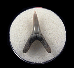 Extra Large Lee Creek Carcharias cuspidata shark tooth for sale| Buried Treasure Fossils
